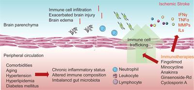 Neuroinflammation and brain–peripheral interaction in ischemic stroke: A narrative review